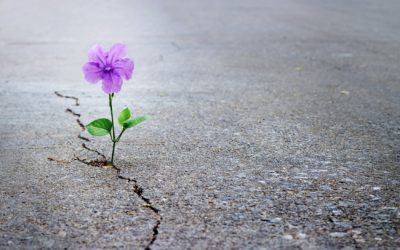 The Power of Positivity: How Positive Thoughts Can Transform Your Daily Life