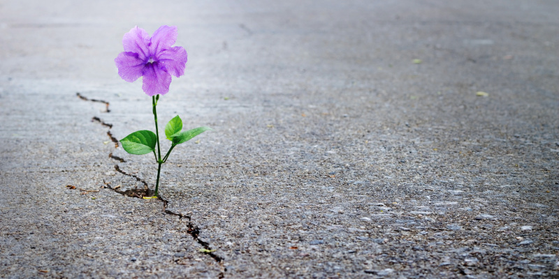 The Power of Positivity: How Positive Thoughts Can Transform Your Daily Life