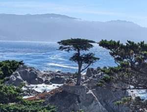 The Lone Cypress