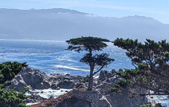 The Lone Cypress